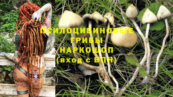 гашик Вяземский